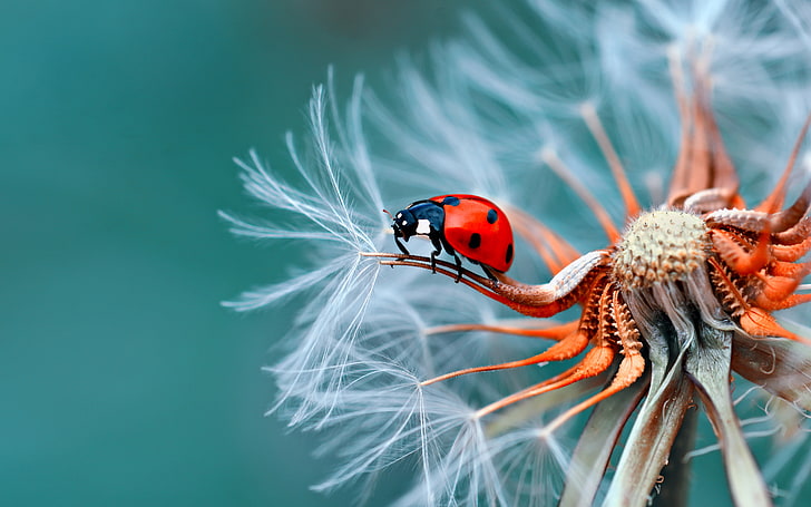 Macro: The Animal World Up Close